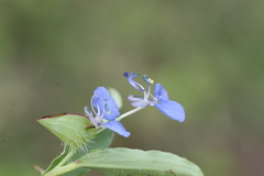 Commelina forskalaei